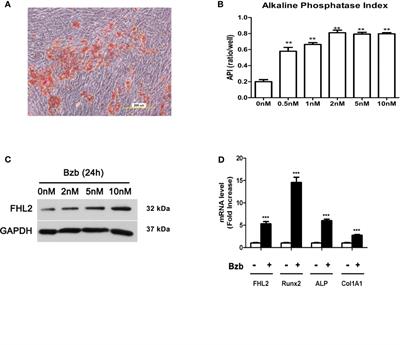 Four and a Half LIM Domains Protein 2 Mediates Bortezomib-Induced Osteogenic Differentiation of Mesenchymal Stem Cells in Multiple Myeloma Through p53 Signaling and β-Catenin Nuclear Enrichment